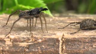 Wolf spider Lycosidae Pardosa amentata Male dancing [upl. by Einra991]