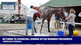 American Pharoah Returns to Churchill Downs After Winning Preakness  Triple Crown Winner [upl. by Ynabla]