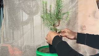 Pinus nigra  Austrian black pine bonsai from seed [upl. by Raji]