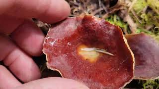 A Mushroom Foraging Walk For Beginners Who Want To Learn About Mushrooms [upl. by Currie328]