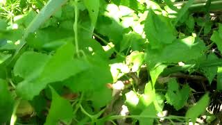 Harvesting callaloo Seeds [upl. by Woodson]