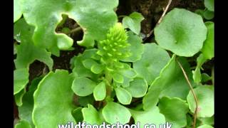 Navelwort  Umbilicus rupestris  UK Wild Foods  Foraging UK  foraging TIMES [upl. by Luar555]