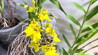 Oncidium sweet sugar is blooming [upl. by Camala850]