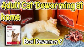 95 Pet Parents Dont Know How To Deworm adult Cat At Home Cat Worms TreatmentAdult Cat Deworming [upl. by Derriey440]