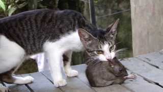 Fight Cat vs Huge Rat [upl. by Jennie]