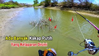 Banyak Ikan Kakap Putih yang Kelaparan disungai ini [upl. by Ecirtnas]