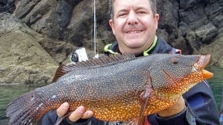 Monster Wrasse caught lure fishing from the kayak [upl. by Atcele]