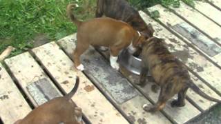 Boxer Puppies Playing with Mom amp Dad [upl. by Naerol]