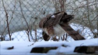 Junger Sperber Accipiter nisus Männchen beim Fressen seiner Beute [upl. by Mihar]