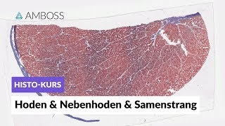 Histologie Hoden Nebenhoden und Samenstrang  Mikroskopische Anatomie  AMBOSS Video [upl. by Aira]