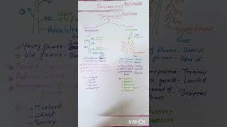 INFLORESCENCE CLASS 11NEET [upl. by Beichner]