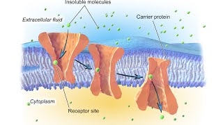 Facilitated diffusion [upl. by Copland]