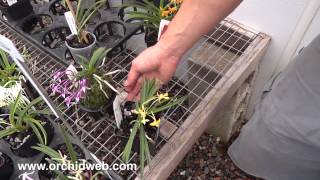 OrchidWeb  Neofinetia falcata flower types and our special Neo mix [upl. by Robinson]