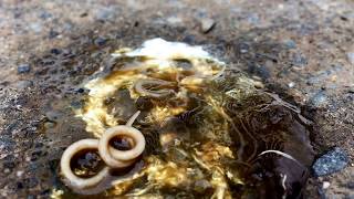 Roundworms In Chicken poop Yuck Warning Nasty Nature [upl. by Lyndon]