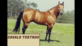 Cavalo Tostado  Porca Véia [upl. by Miller]