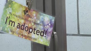 SPCA serving Erie County Summer of Love event helps animals find forever homes [upl. by Rehpotsihrc924]