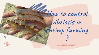 How to control vibriosis in shrimp farming   English [upl. by Eetnod]