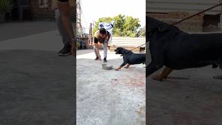 Aggressive ROTTWEILER DOG ke Paas Aagya😰 [upl. by Irrok676]