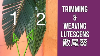 FT08 Trimming and Weaving of Lutescens如何修剪及編織散尾葵 [upl. by Ilke]