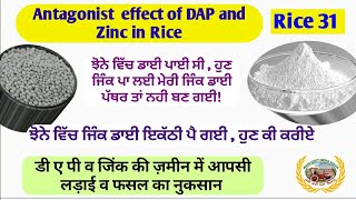 Zinc and Phosphorus interaction ਝੋਨੇ ਨੂੰ ਡਾਈ ਤੇ ਜਿੰਕ ਦੋਨੋ ਪਾ ਦਿੱਤੇ ਕੀ ਬਣੇਗਾ [upl. by Wagner736]