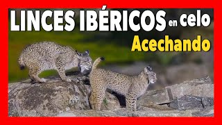 😻 LINCES ibéricos ACECHANDO bajo la lluvia  Sierra de Andújar [upl. by Steck170]