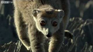 Cute Lemurs Cross RazorSharp Cliffs  Madagascar Preview  BBC Two [upl. by Ronile]