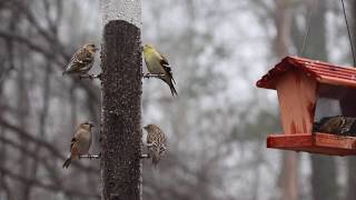 Pine siskin vs American goldfinch [upl. by Greff673]