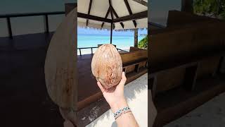 Follow the coconut to Paradise maldives travel maldives [upl. by Hsekin]