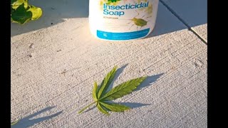 Insecticidal Soap on Aphids realtime  Outdoor cannabis [upl. by Palila]