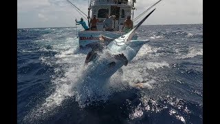 Cairns Black Marlin Fishing [upl. by Hoyt]