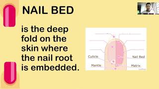 Module 1011 Nail Structure and Parts [upl. by Marva917]