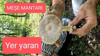 Meşe mantarı Yer yaran Amanita vaginata [upl. by Ursal]