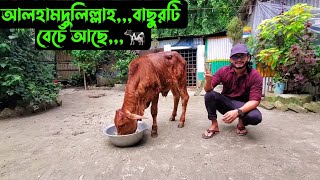 আলহামদুলিল্লাহবাছুরটি বেচেঁ আছে🐄 [upl. by Boatwright]