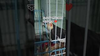 Cockatiel bird  birds beautiful rodoshi কোকাটেল কেমন করে সুর তুলে lovercute love cockatiel [upl. by Eittah49]