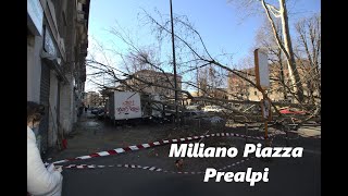 Milano albero caduto in piazza prealpi [upl. by Ayekim]