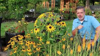 Goldsturm black eyed susan Rudbeckia fulgida var sullivantii Goldsturm  Plant Identification [upl. by Lenneuq873]