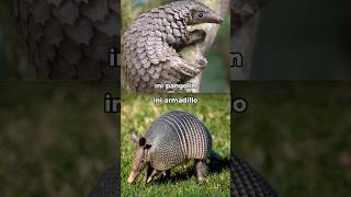 Pangolin vs Armadillo [upl. by Lemaceon751]