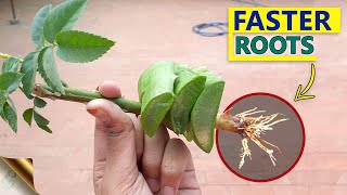 10 SECRETS TO GROW ROSE FROM CUTTINGS FASTER  GARDENING HACKS TO ROOTING ROSE CUTTINGS [upl. by Bunde]