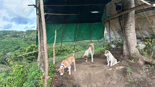 The Puppy With Corn plantation [upl. by Haneen]