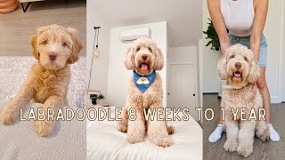 Labradoodle 8 weeks to 1 year  Tuna The Labradoodle [upl. by Tiersten]