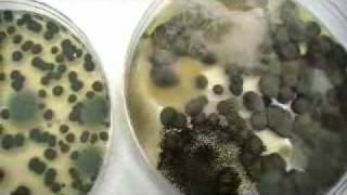 Types of Indoor Mold [upl. by Clementius395]