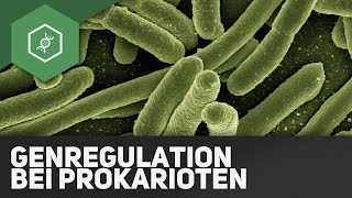 Genregulation bei Prokaryoten  OperonModell veraltet [upl. by Nnagem]