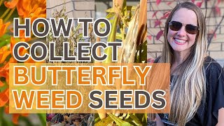 🦋 Butterfly Weed 🦋 Harvesting Seeds  Help the Monarchs Bees and Hummingbirds  Home Gardening [upl. by Analaj]