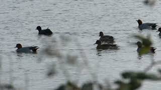 Beautiful Red Crested Pochard Ducks [upl. by Enetsuj]