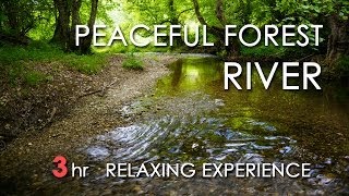 Relaxing River Sounds  Peaceful Forest River  3 Hours Long  HD 1080p  Nature Video [upl. by Zalea347]