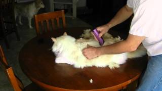 How to shave your cat [upl. by Teena100]