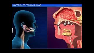 CBSE Class 11 Biology  Digestion of Food [upl. by Hewitt963]