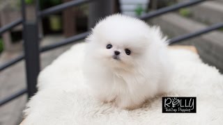 Teacup Cream Pomeranian way too adorable Sunny  Rolly Teacup Puppies [upl. by Euqinommod429]