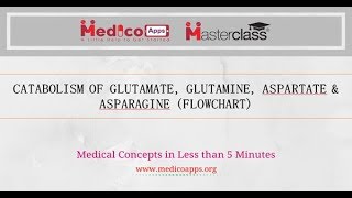 CATABOLISM OF ASPARTATE ASPARAGINE amp GLUTAMATE GLUTAMINE [upl. by Richlad]