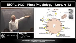 BIOPL3420  Plant Physiology  Lecture 13 [upl. by Cailean789]